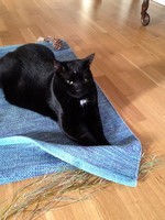 katze-alice-akermann-1.jpg