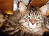 katze-alice-akermann-3.jpg