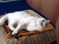katze-alice-akermann-4.jpg