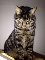 katze-alice-akermann-11.jpg