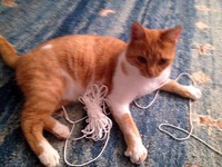 katze-alice-akermann-12.jpg
