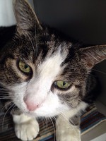 katze-alice-akermann-13.jpg