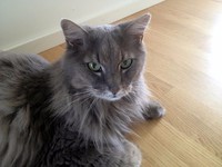katze-alice-akermann-16.jpg