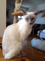 katze-alice-akermann-17.jpg