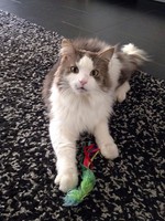 katze-alice-akermann-18.jpg