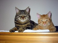 khira-simba-alice-akermann.jpg