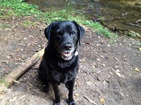 hunde-alice-akermann-1.jpg