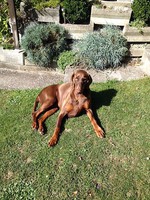 hunde-alice-akermann-2.jpg