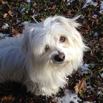 hunde-alice-akermann-3.jpg