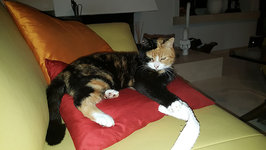 katze-alice-akermann-19.jpg