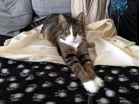 katze-alice-akermann-100.jpg