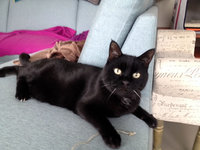 katze-alice-akermann-101.jpg