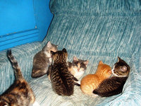 katze-alice-akermann-102.jpg