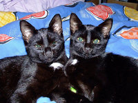 katze-alice-akermann-103.jpg