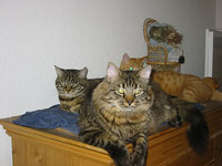 katze-alice-akermann-105.jpg