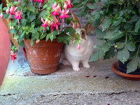 hase-alice-akermann-100.jpg